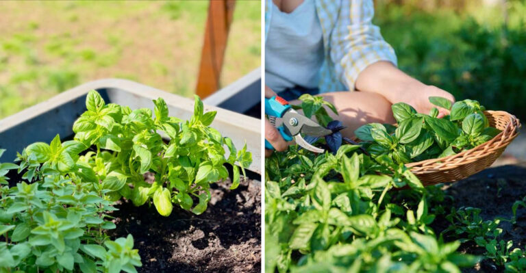How To Grow And Harvest Healthy Basil Plants In Georgia