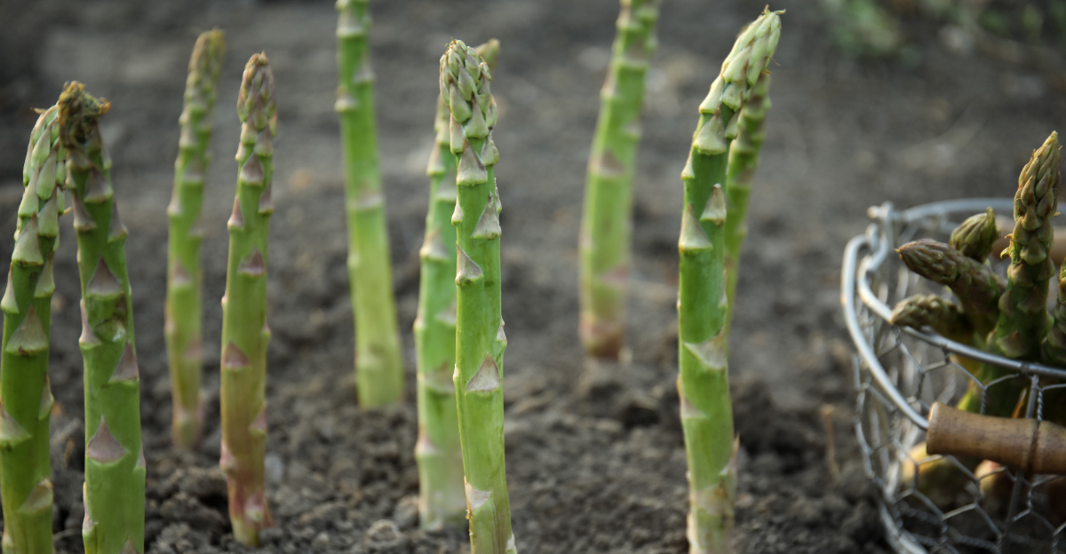 Asparagus (featured image)