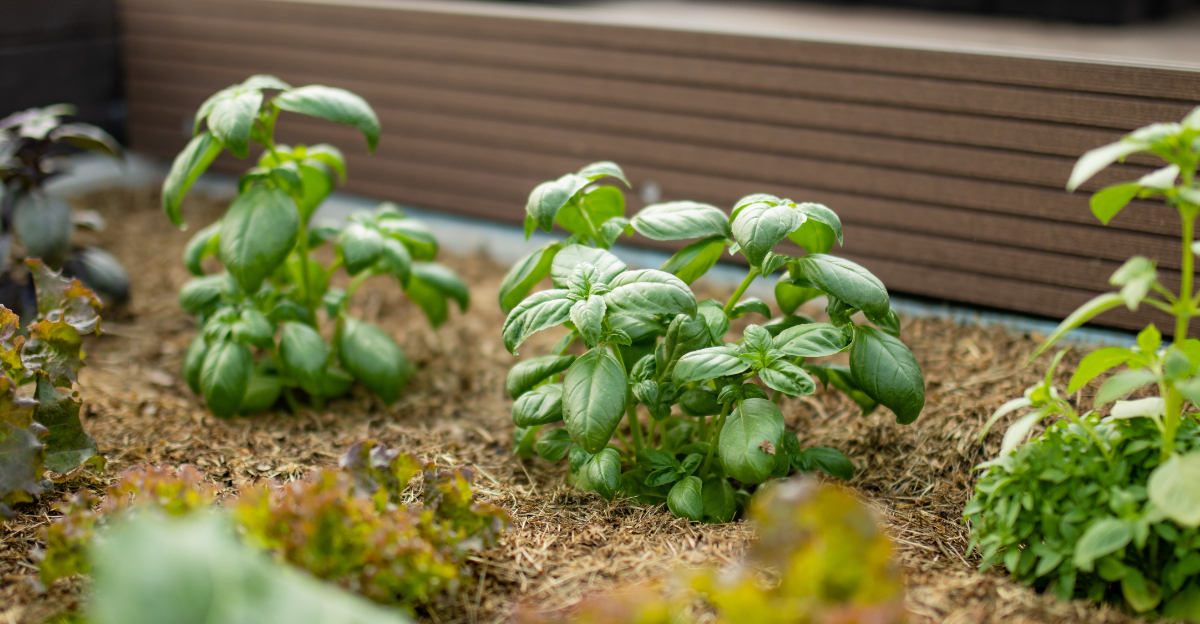 basil