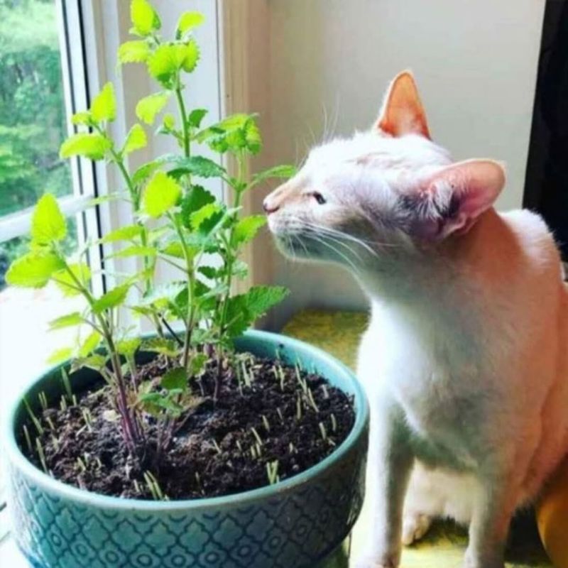 How To Grow Catnip In Tennessee How To Grow Catnip In Tennessee