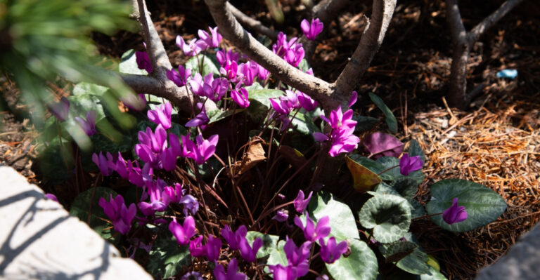 How To Grow Hardy Cyclamen In Oregon Shade Gardens