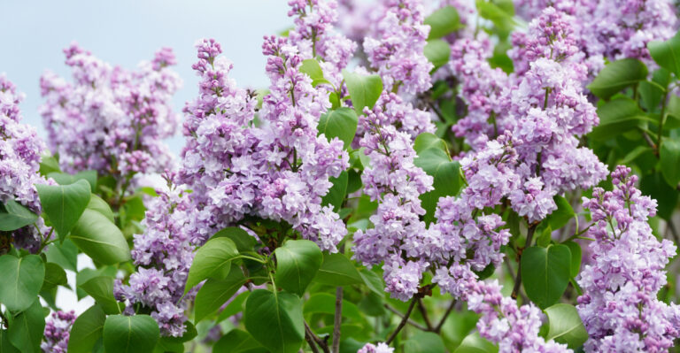 common lilac