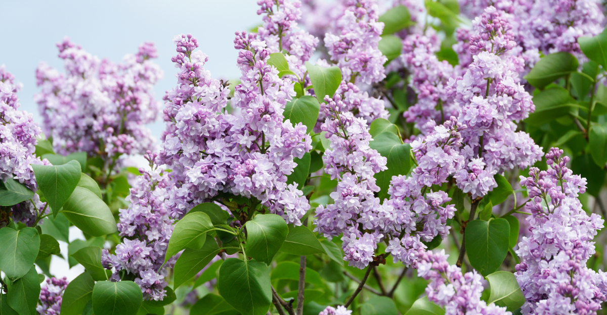 common lilac