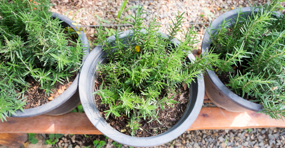 potted rosemary