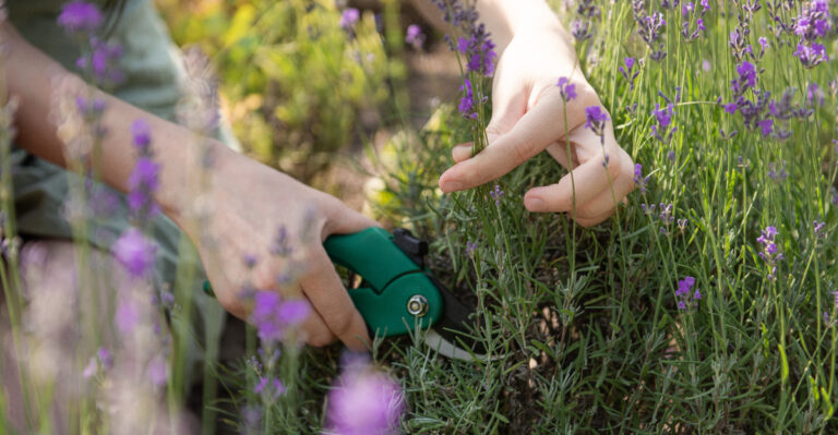Lavender (featured image)