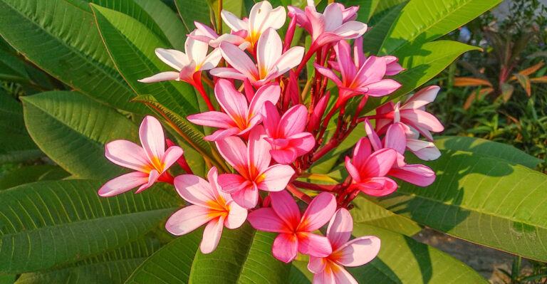How To Grow Plumeria In Pots In California For Healthy Summer Growth