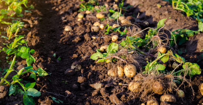 Potatoes (featured image)