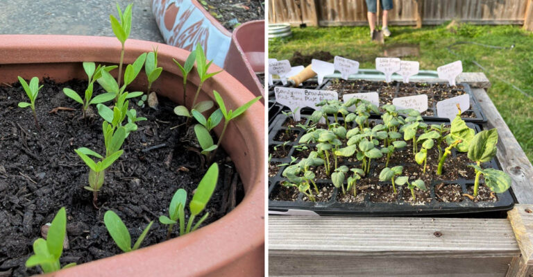 How To Harden Off Seedlings In Georgia Step-By-Step