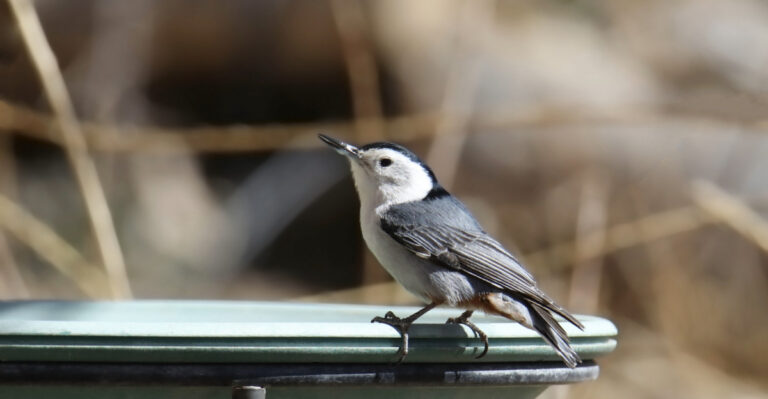 How To Help Backyard Birds Survive California Heat Waves