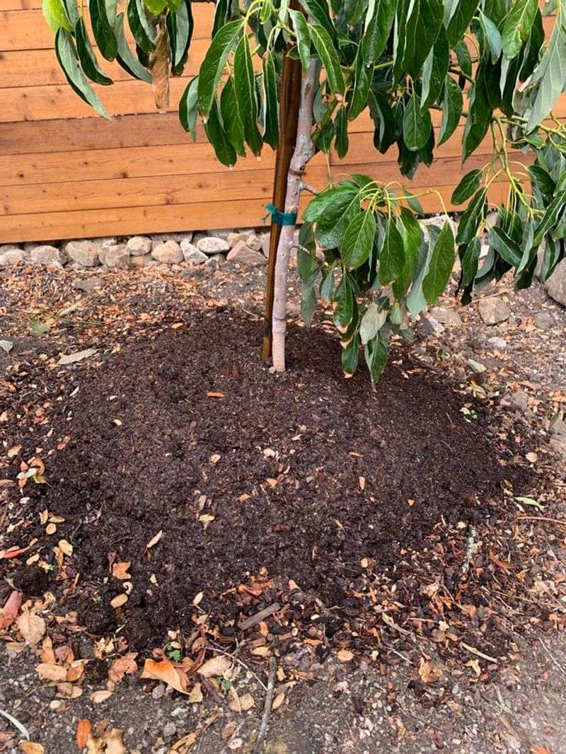 How To Help California Avocado Trees Survive Summer Heat