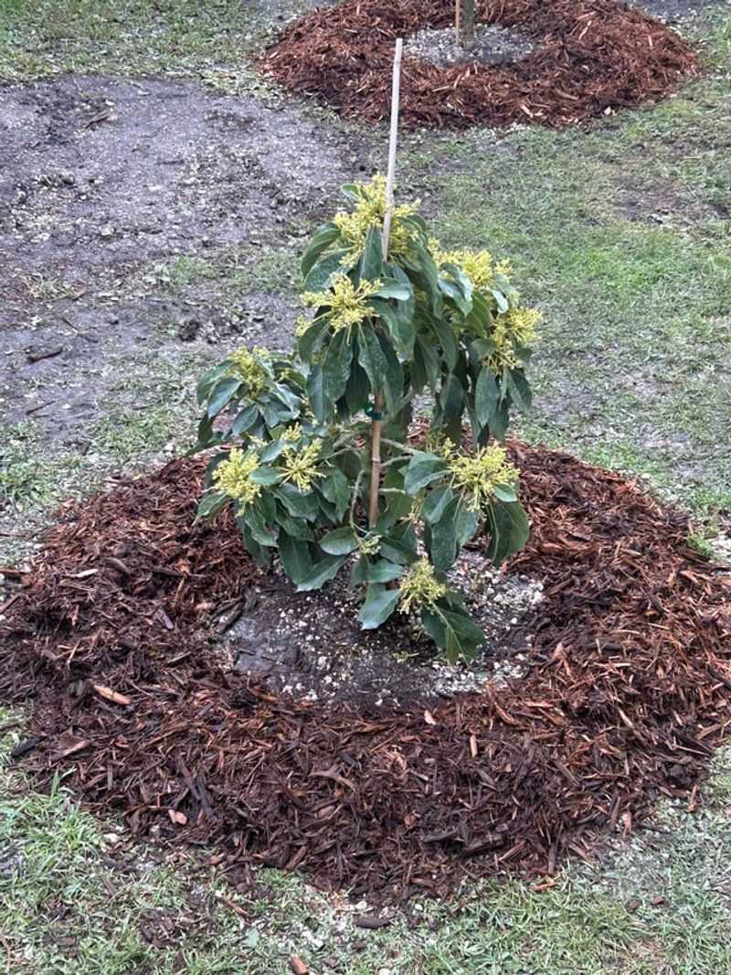How To Help California Avocado Trees Survive Summer Heat