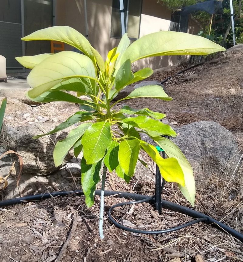 How To Help California Avocado Trees Survive Summer Heat