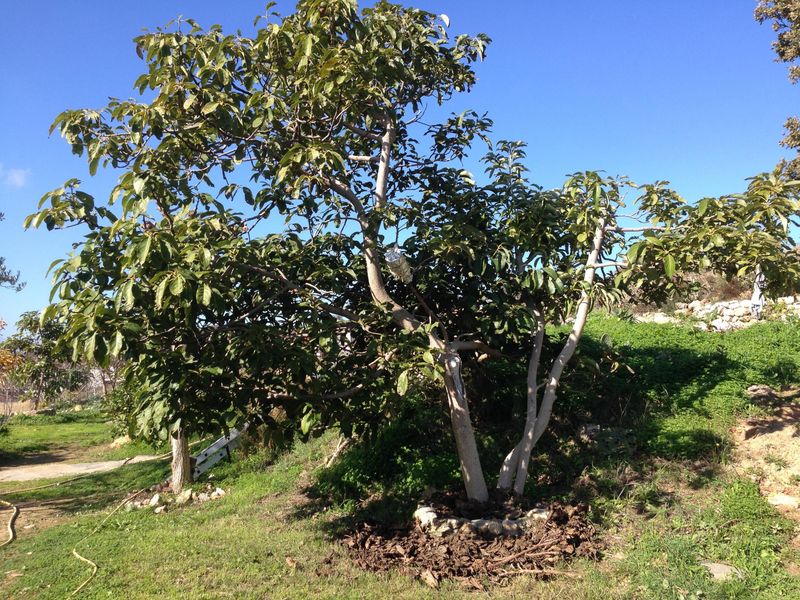 How To Help California Avocado Trees Survive Summer Heat