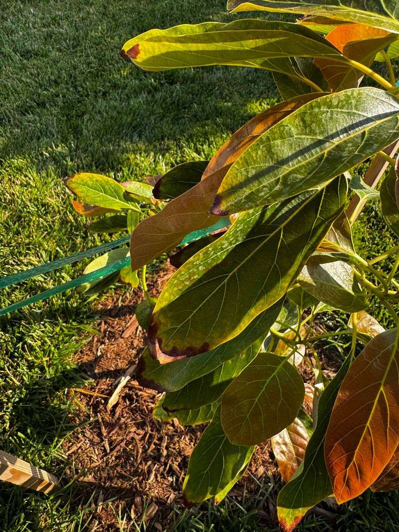 How To Help California Avocado Trees Survive Summer Heat