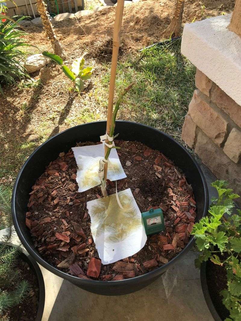 How To Help California Avocado Trees Survive Summer Heat