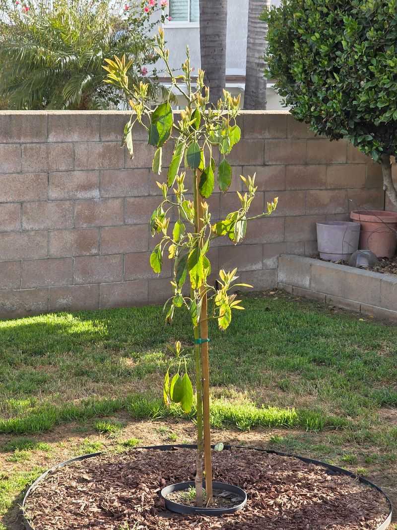 How To Help California Avocado Trees Survive Summer Heat