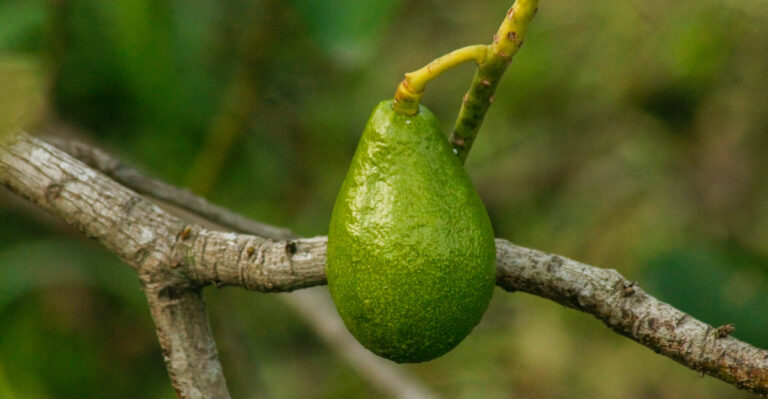 How To Help California Avocado Trees Survive Summer Heat