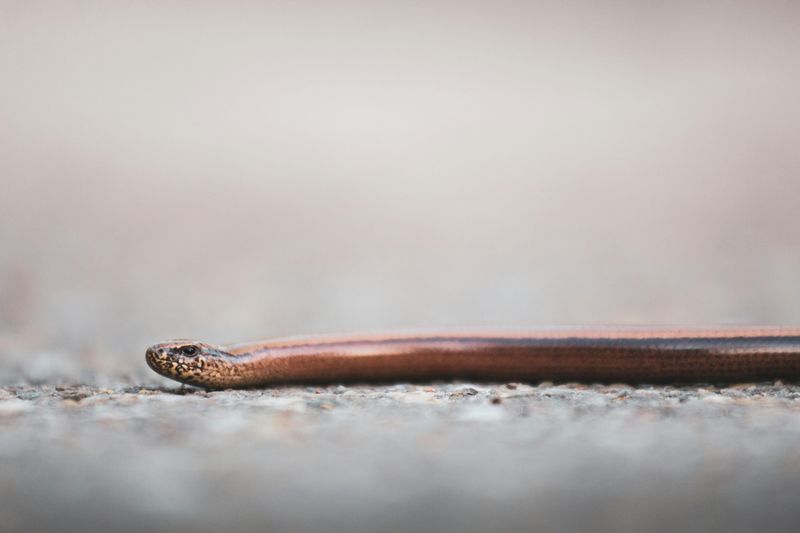 How To Identify A Hammerhead Worm Before It Is Too Late