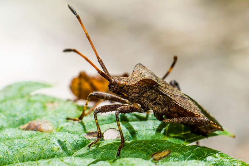 How To Identify Squash Bugs And Their Eggs