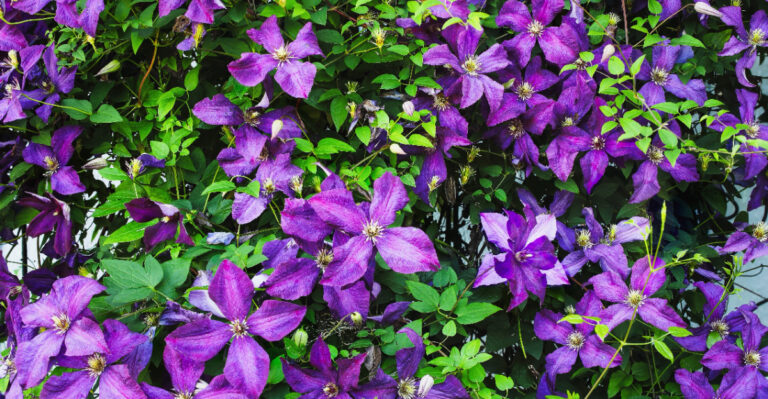 How To Keep Clematis Blooming All Season In Oregon