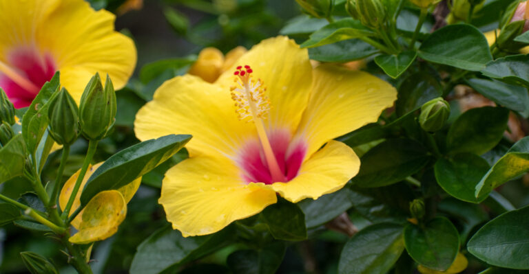 How To Keep Hibiscus Blooming For Nonstop Flowers In California