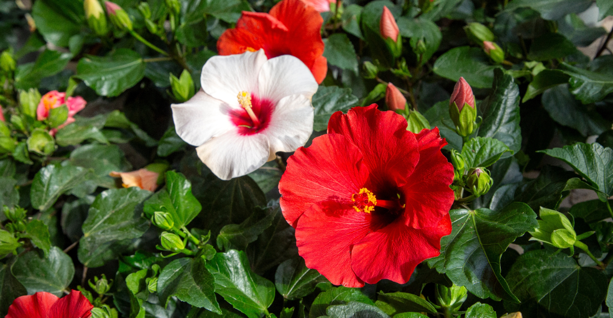 Hibiscus (featured image)