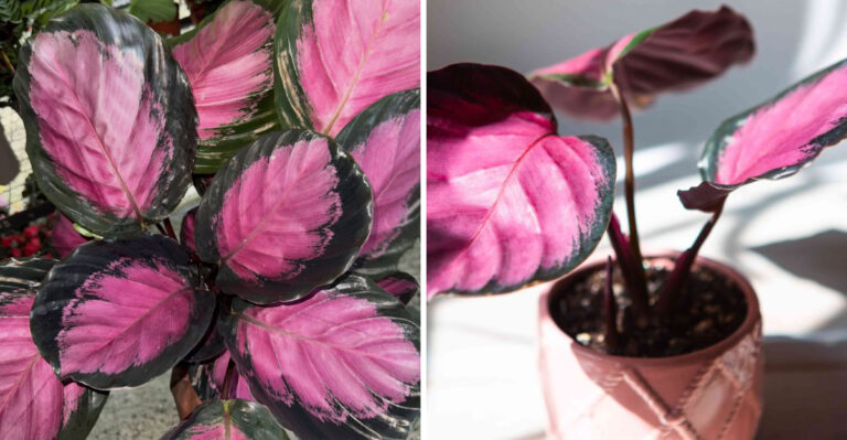 How To Keep Neon Pink Calathea Healthy And Vibrant In A North Carolina Home