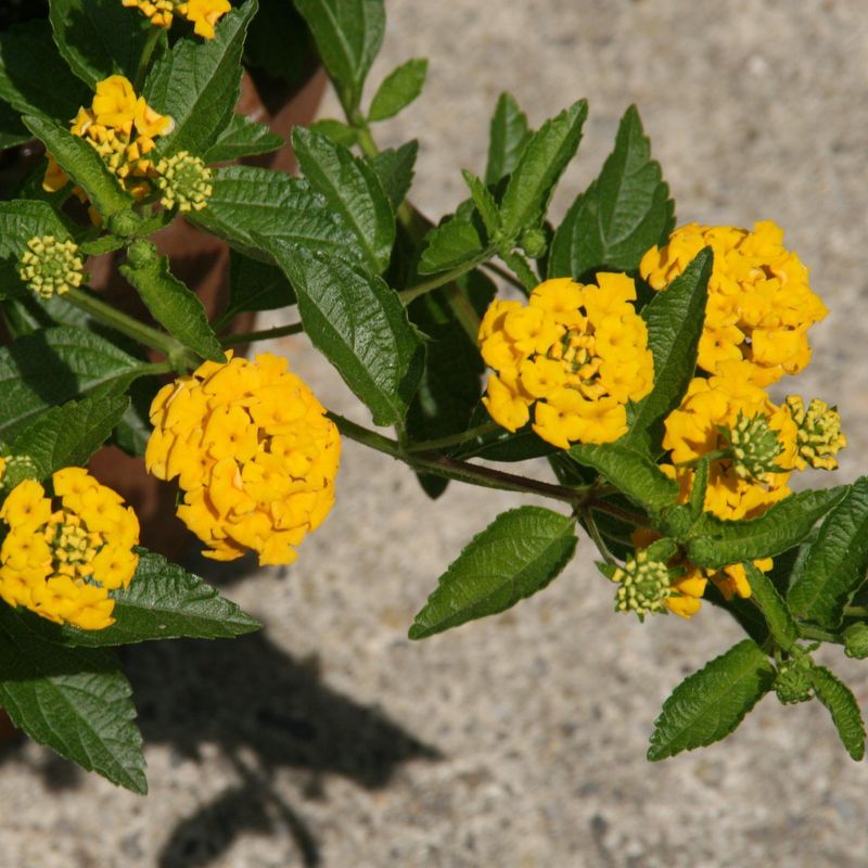 How To Keep New Gold Lantana Looking Full And Fresh How To Keep New Gold Lantana Looking Full And Fresh