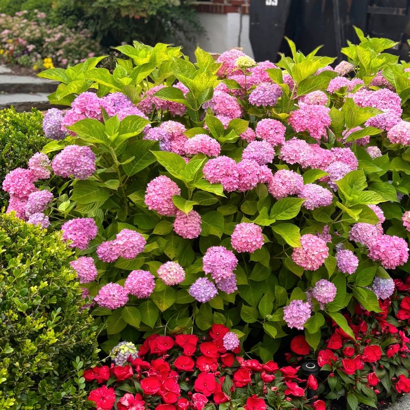 How To Keep Texas Hydrangeas Looking Their Best