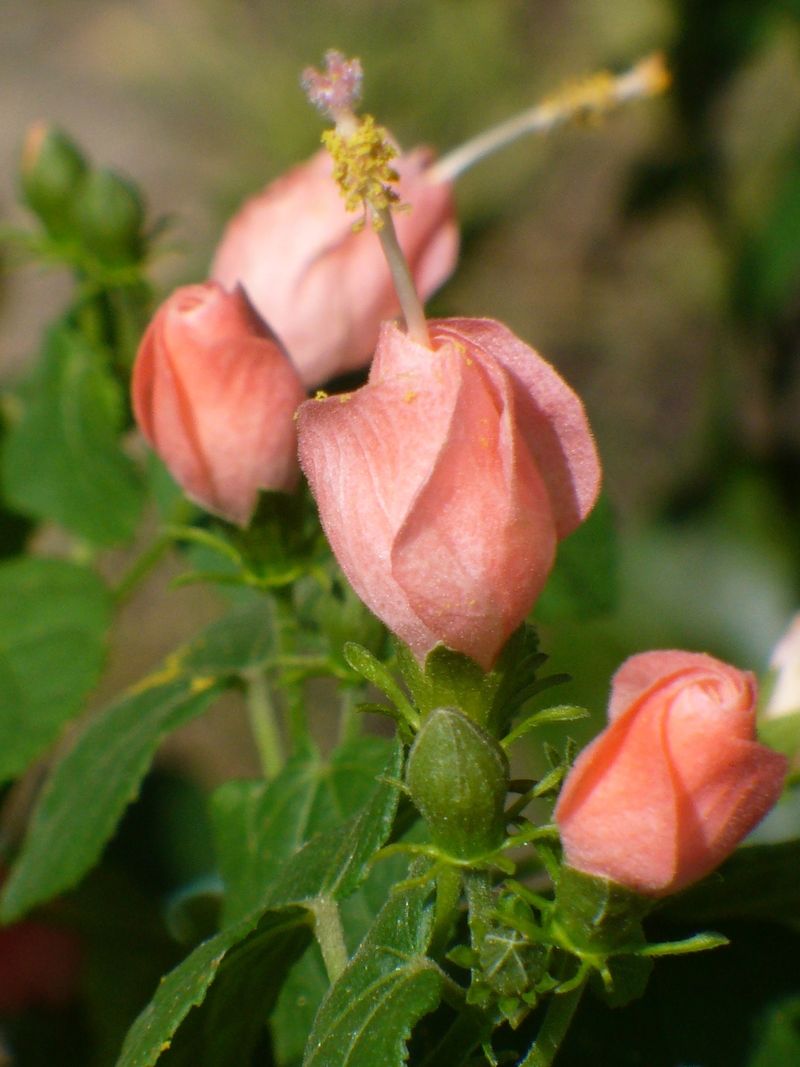 How To Keep Turk's Cap Healthy And Blooming