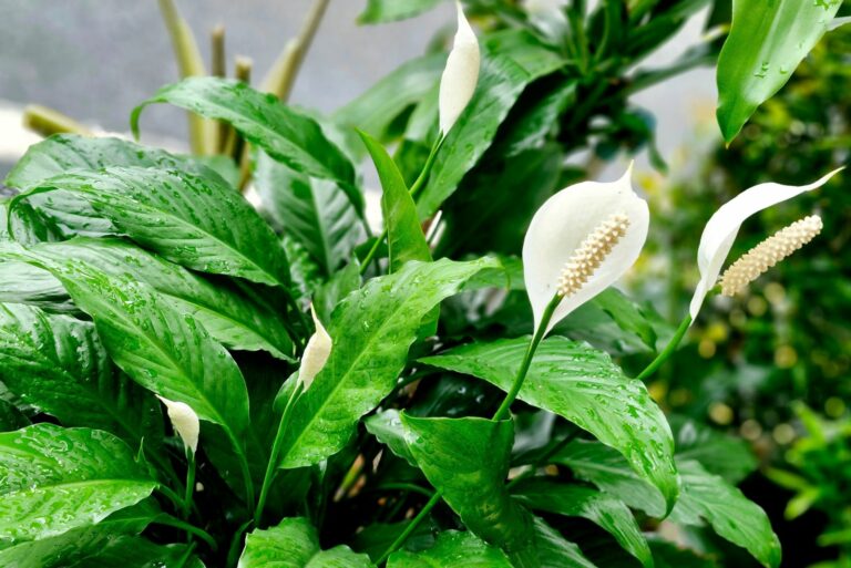 peace lily
