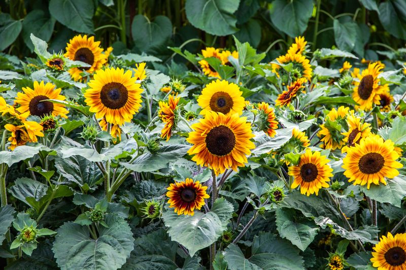 How To Keep Your Sunflowers Blooming All Summer Long