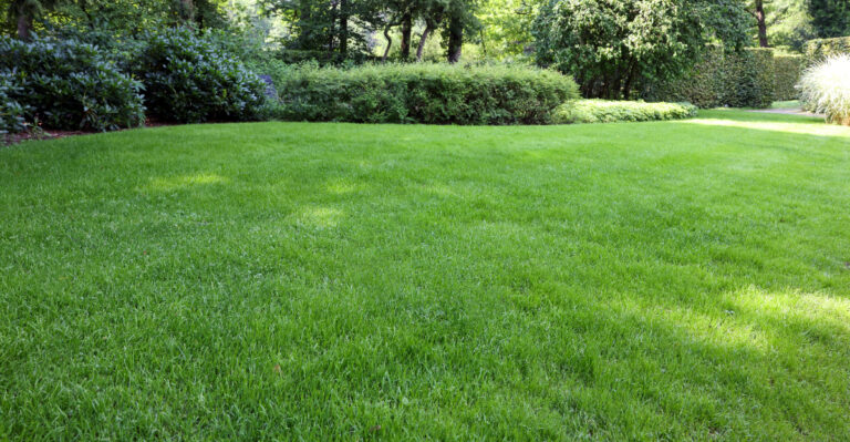 lawn (featured image)