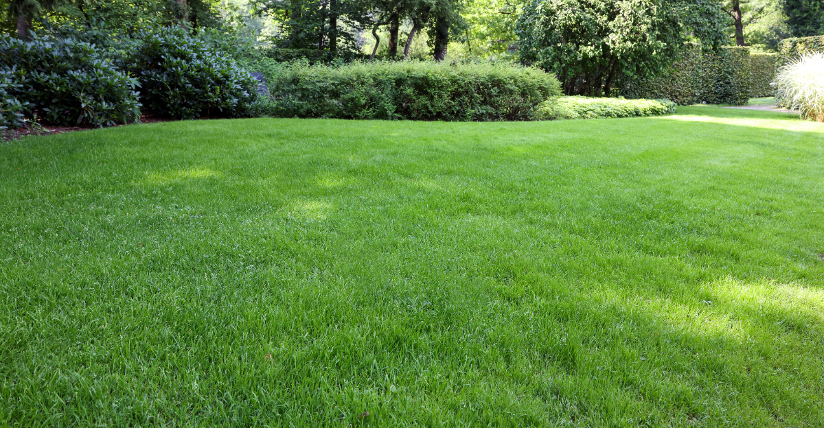 lawn (featured image)