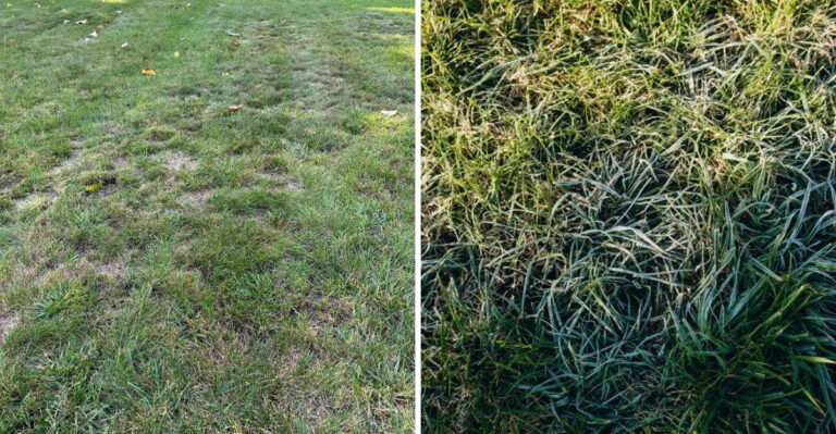 How To Level A Bumpy North Carolina Lawn Without Using Any Heavy Equipment