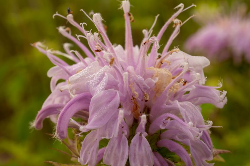How To Make Your Garden A Welcome Home For Them
