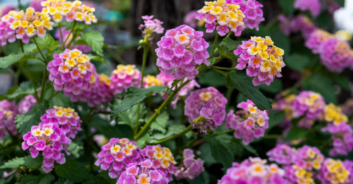 lantana