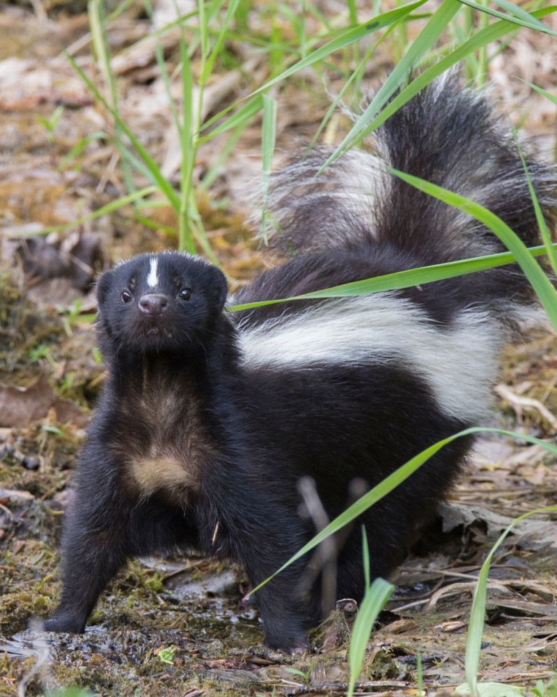 How To Make Your Yard The One Skunks Skip