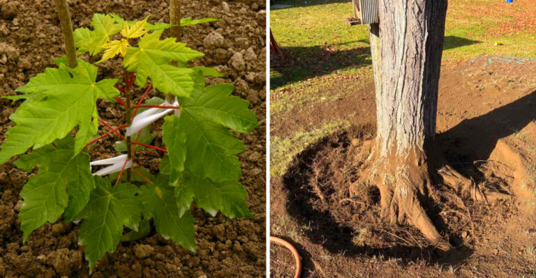 How To Plant A Sugar Maple In Michigan In May Without Transplant Shock