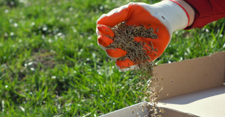 How To Plant Grass Seed On An Existing California Lawn To Make It Thicker