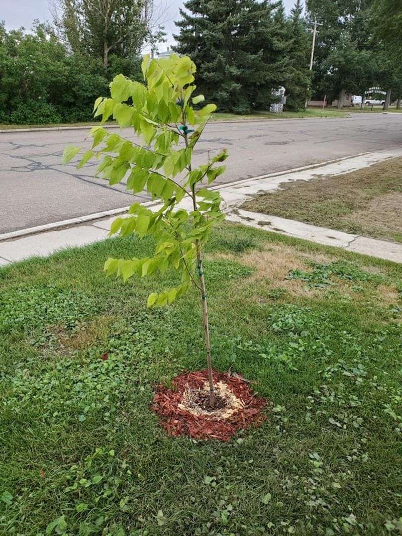 How To Plant Hackberry In Your Yard The Right Way How To Plant Hackberry In Your Yard The Right Way