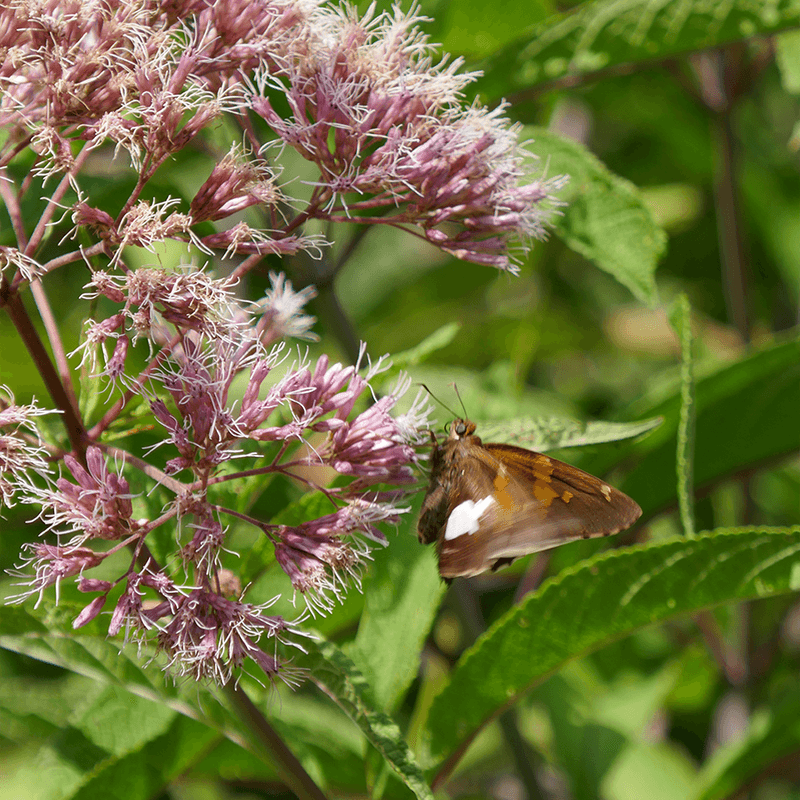 Easy Ways To Use Joe Pye Weed In Your Garden
