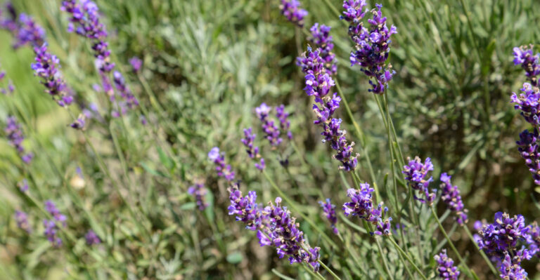 Lavender (featured image)