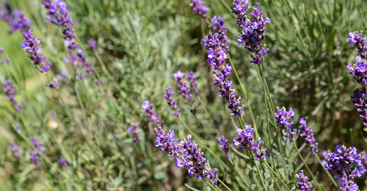 Lavender (featured image)
