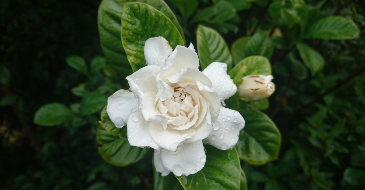 gardenia