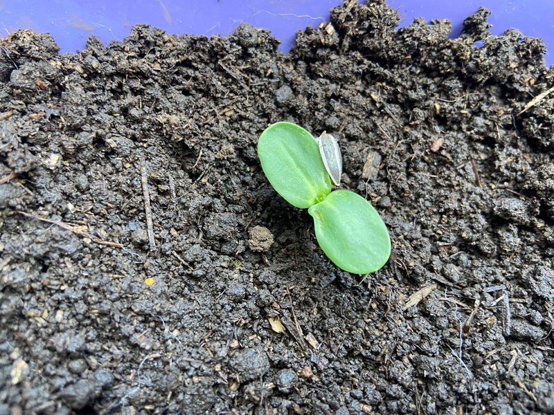 How To Prepare Your Soil Before Planting