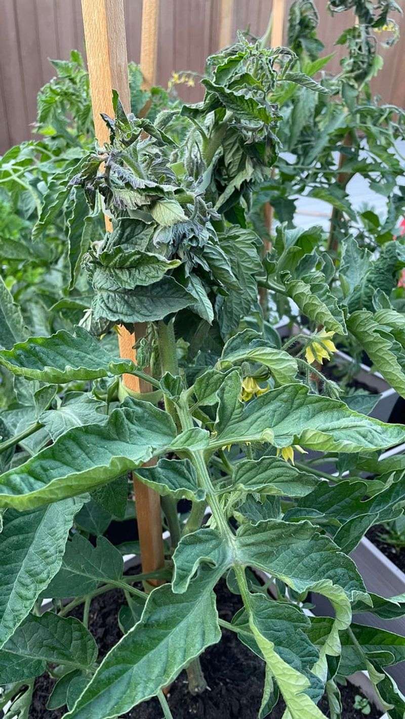 How To Prevent Curling Leaves Before They Appear How To Prevent Curling Leaves Before They Appear