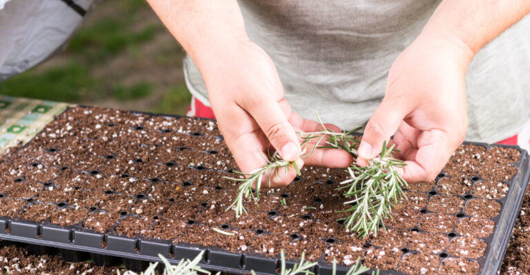 How To Propagate 10 Popular California Garden Plants From Cuttings