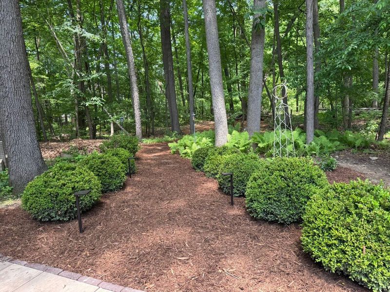 How To Protect Boxwoods Going Forward