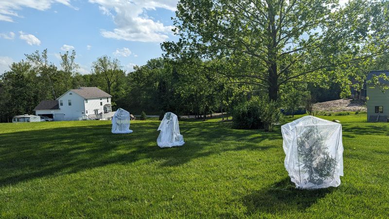 How To Protect Your Plants During Cicada Season